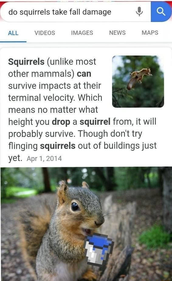 Do squirrels take fall damage o Squirrels (unlike most other mammals