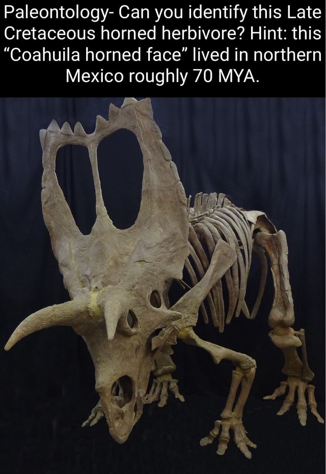 Paleontology Can you identify this Late Cretaceous horned herbivore
