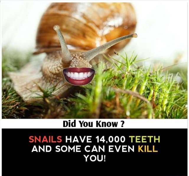 Did You Know 2 SNAILS HAVE 14,000 TEETH AND SOME CAN EVEN KILL YOU