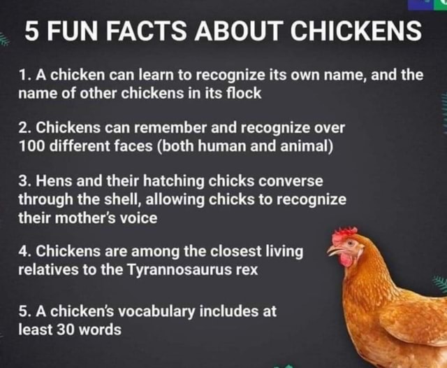 9 FUN FACTS ABOUT CHICKENS 1. A chicken can learn to recognize its own ...