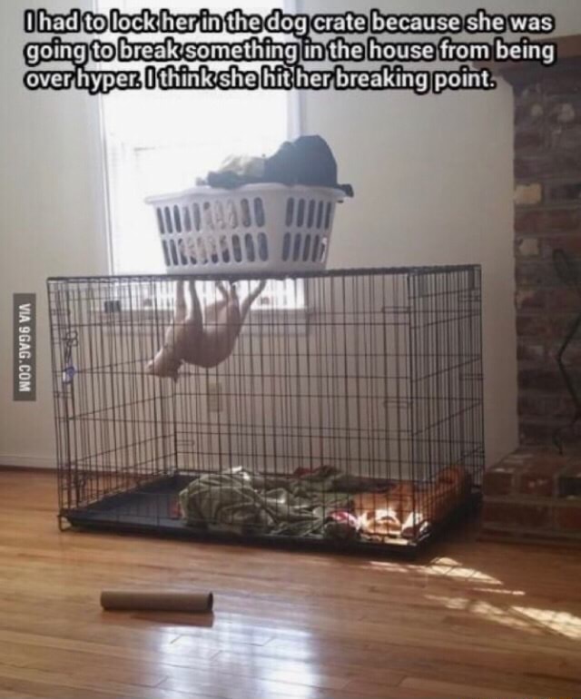 FLﬁﬁﬂiblock her In the dog crate because she was, going to break