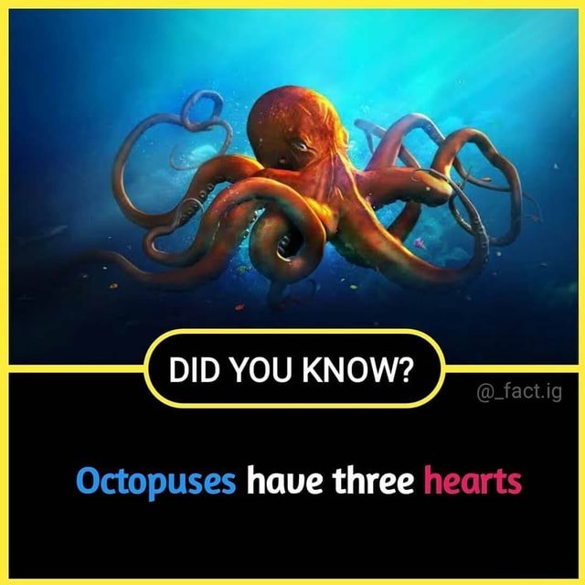 DID YOU KNOW? @_fact.ig Octopuses have three hearts - America’s best ...