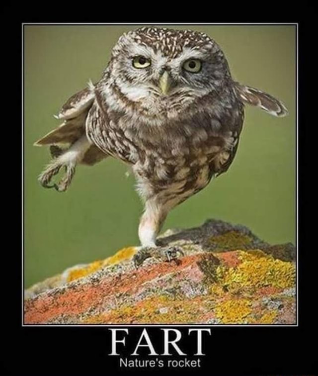 FART Nature's rocket - iFunny