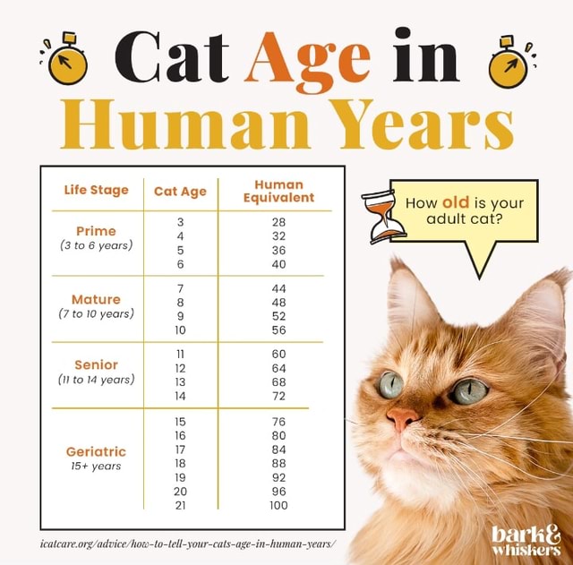 Cat Age in Human Years Human Equivatent How old is your adult cat? 28 ...