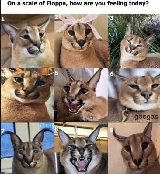 On A Scale Of Floppa How Are You Feeling Today Ifunny