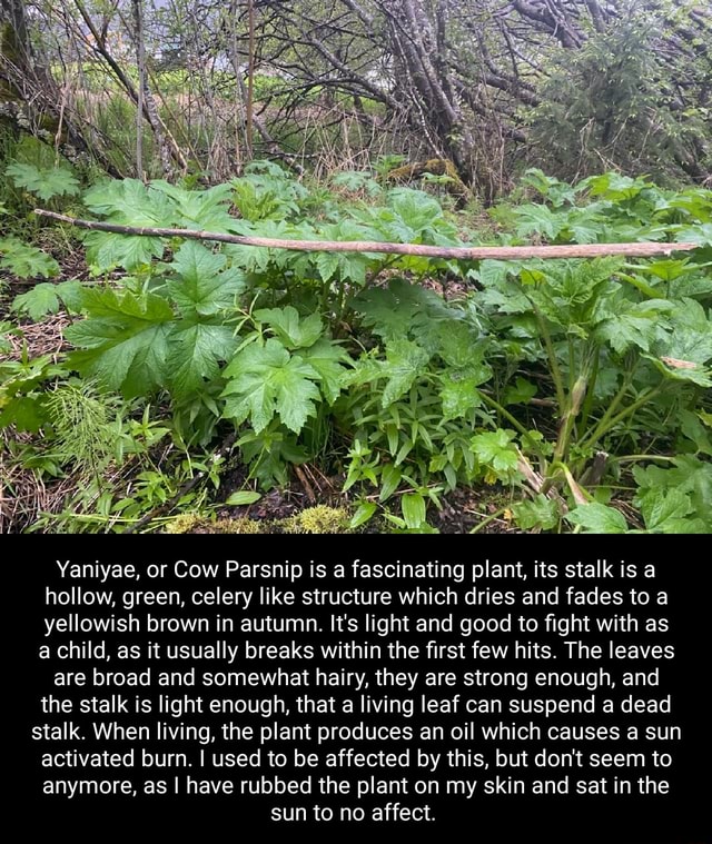 Yaniyae, or Cow Parsnip is a fascinating plant, its stalk is a hollow