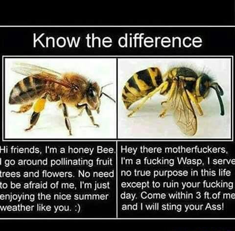 Know The Difference Hi Mends I M A Honey Bee I Go Around Pollinaling Mit Trees And ﬂowers No Need Lo Be Afraid 0 Me I M Just Enjoying The Nice Summer Weather Like