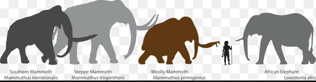 Southern Mammoth Steppe Mammoth Woolly Mammoth African Elephant ...
