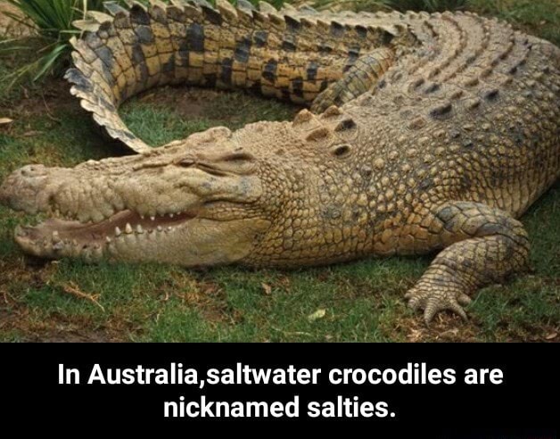 In Australia,saltwater crocodiles are nicknamed salties. - In Australia ...