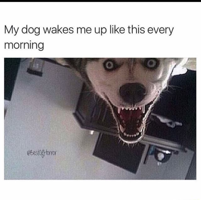 My dog wakes me up like this every morning iFunny