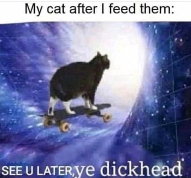 My Cat After I Feed Them See U Later Dickhead Ifunny