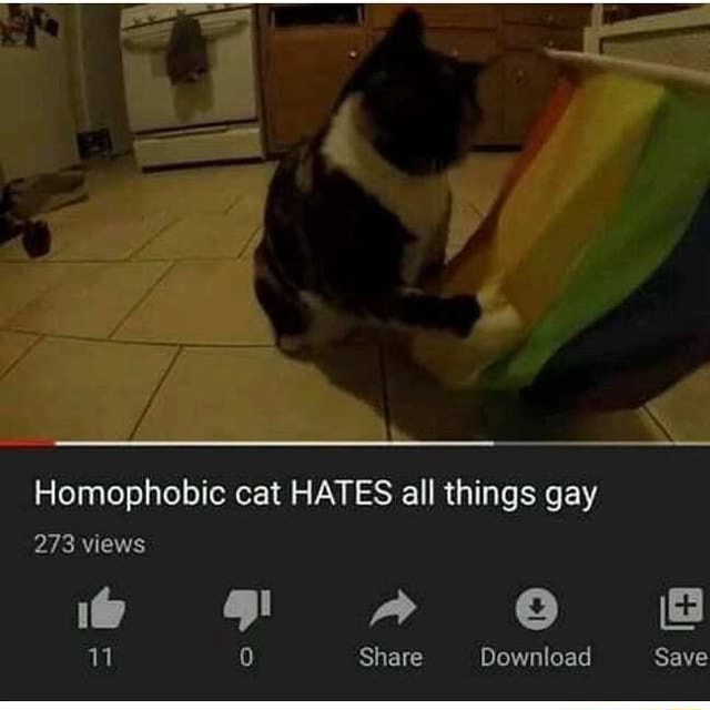 Homophobic cat HATES all things gay 273 views - )