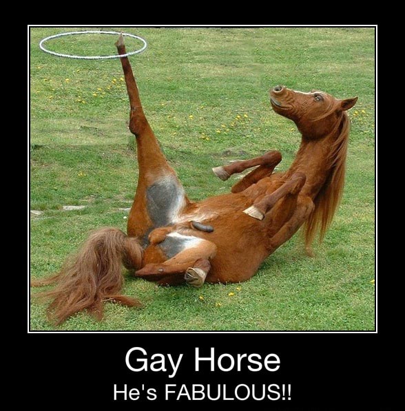 Gay horse mating