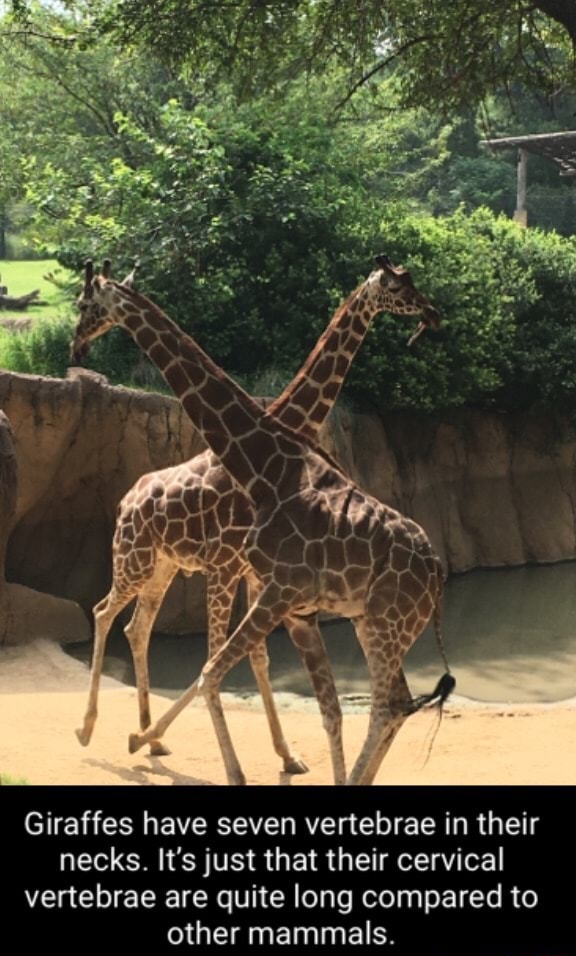 Giraffes have seven vertebrae in their necks. It's just that their