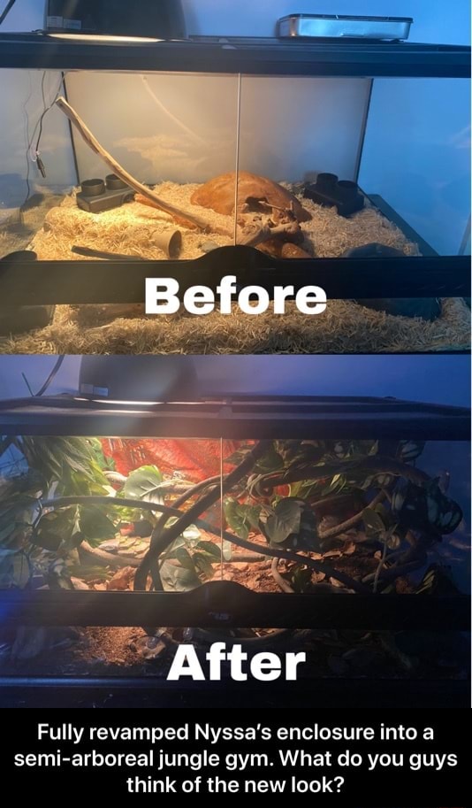 Before After Fully revamped Nyssa's enclosure into a semiarboreal