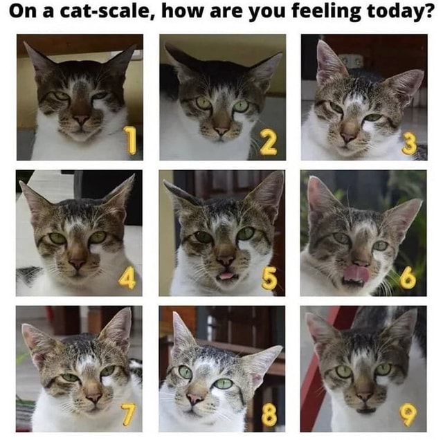 On a cat-scale, how are you feeling today? II - America’s best pics and ...
