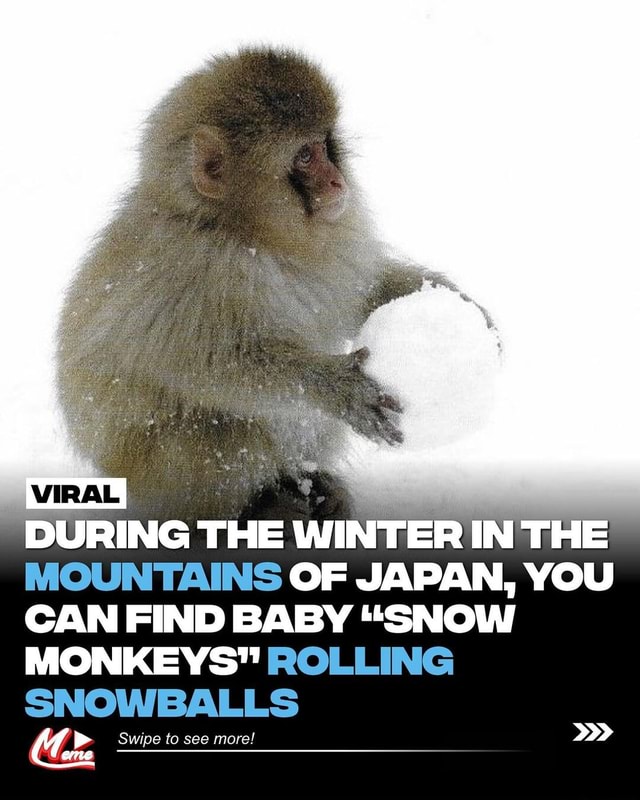 Japanese Macaques, Also Known As Snow Monkeys, Are Known For Their Love 