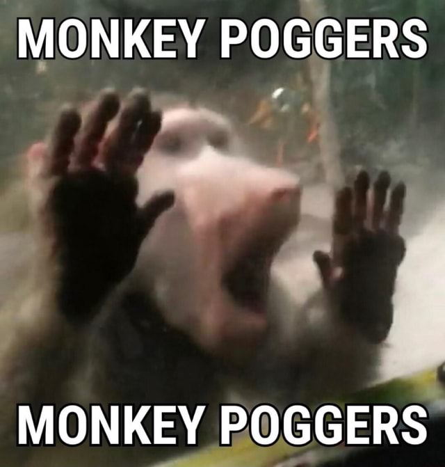 MONKEY POGGERS - iFunny Brazil