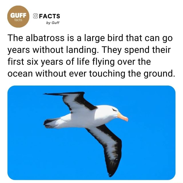 FACTS by Guff The albatross is a large bird that can go years without ...