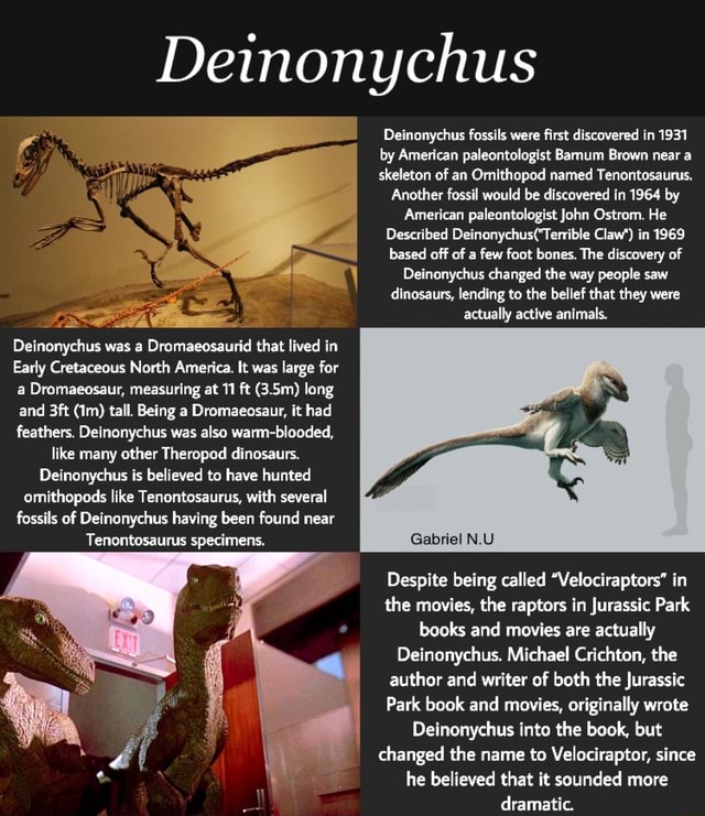 Deinonychus Deinonychus fossils were first discovered in 1931 by