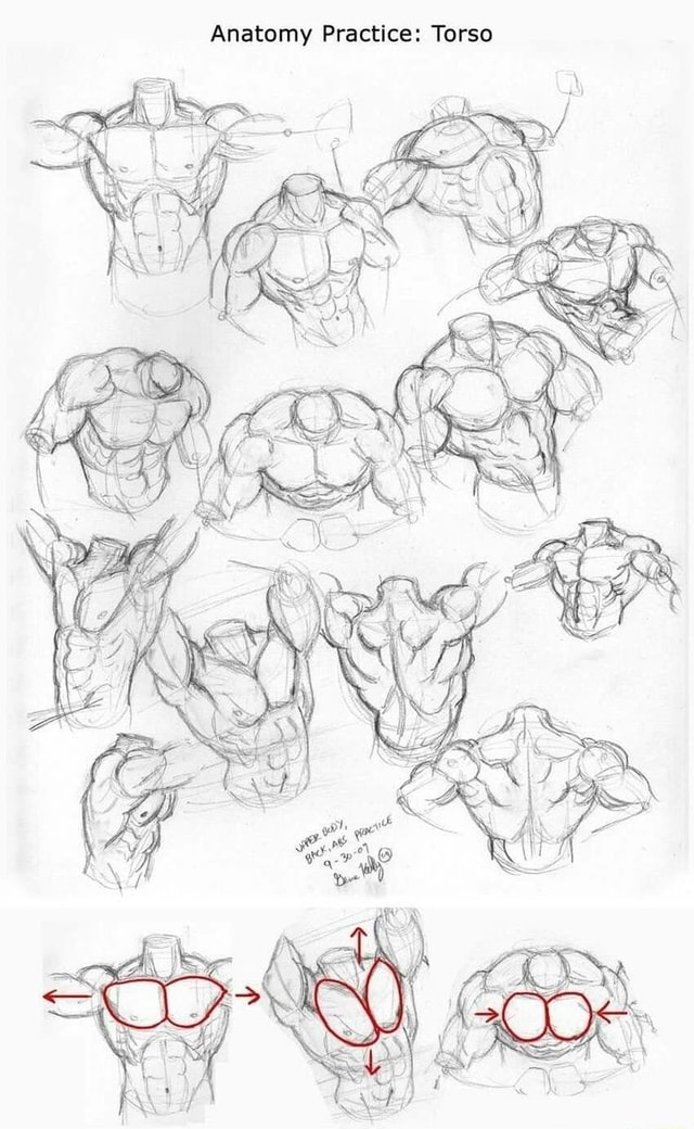 Anatomy Practice: Torso - iFunny