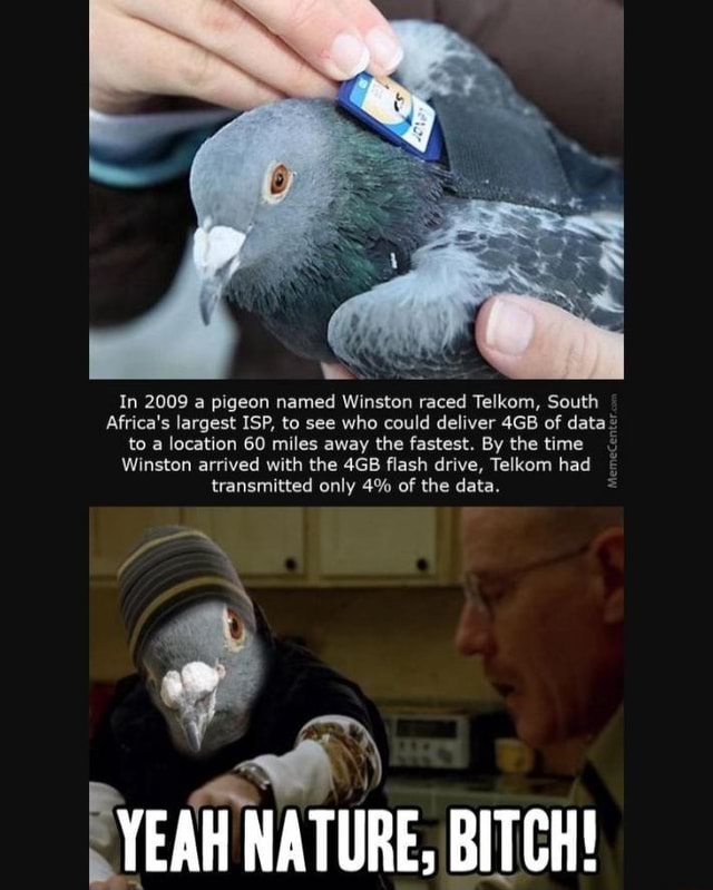 In 2009 a pigeon named Winston raced Telkom, South Africa's largest ISP ...