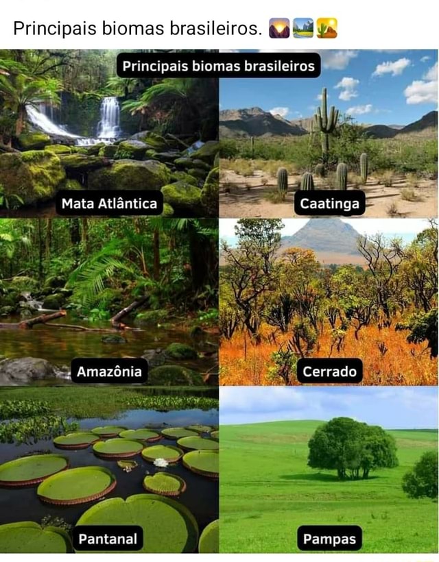 Principais Biomas Brasileiros Principais Biomas Brasileiros Mata Atlântica Caatinga Amazônia 7577