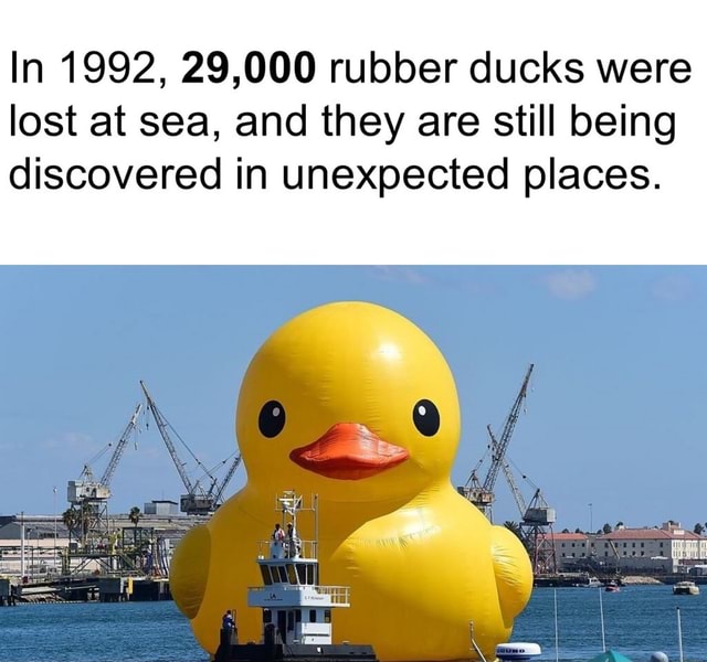 In 1992 29 000 Rubber Ducks Were Lost At Sea And They Are Still Being Discovered In Unexpected Places Ifunny