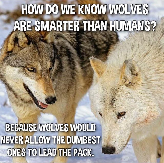 HOW DO WE KNOW WOLVES ARE SMARTER THAN HUMANS? BECAUSE WOLVES WOULD ...