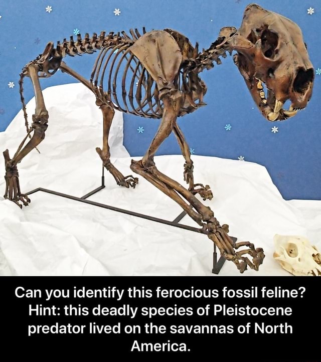 Can you identify this ferocious fossil feline? Hint this deadly