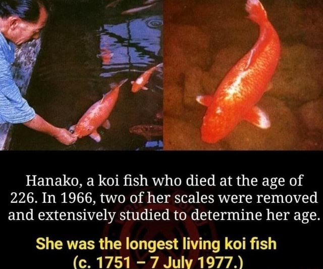 Do Fish Die Of Old Age