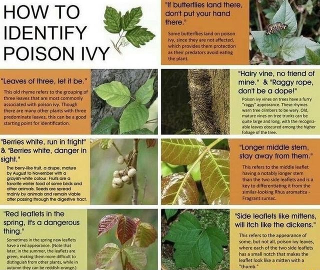 how-to-identify-poison-ivy-hairy-vine-no-friend-of-mine-raggy