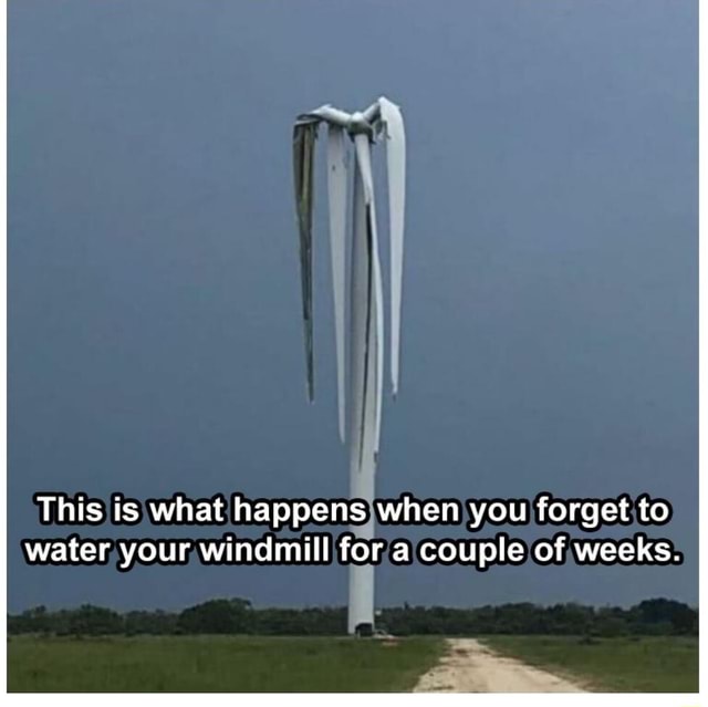 This is what happens when you to water your windmill for a