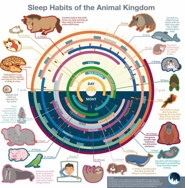 Sleep Habits of the Animal Kingdom 'Scientists betieve that white One ...