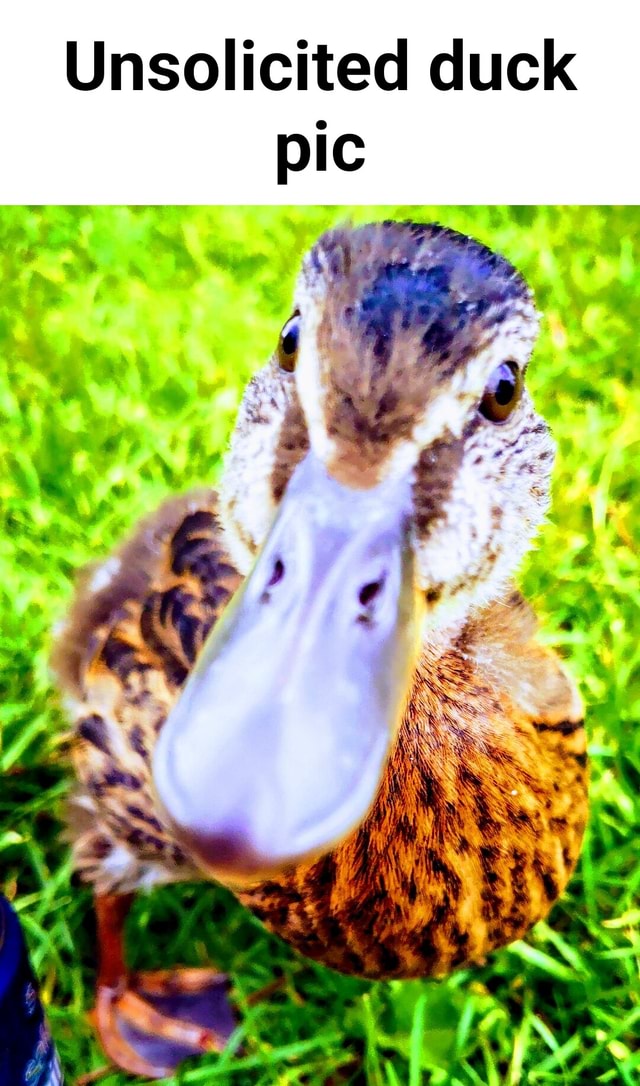 Unsolicited duck pic - iFunny