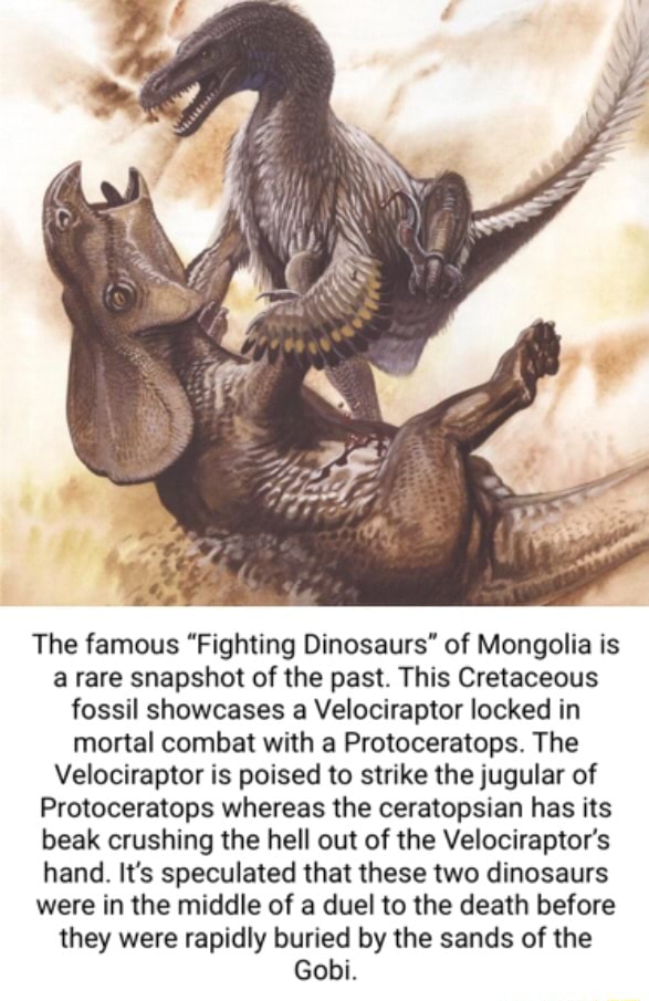 The Famous "Fighting Dinosaurs" Of Mongolia Is A Rare Snapshot Of The ...