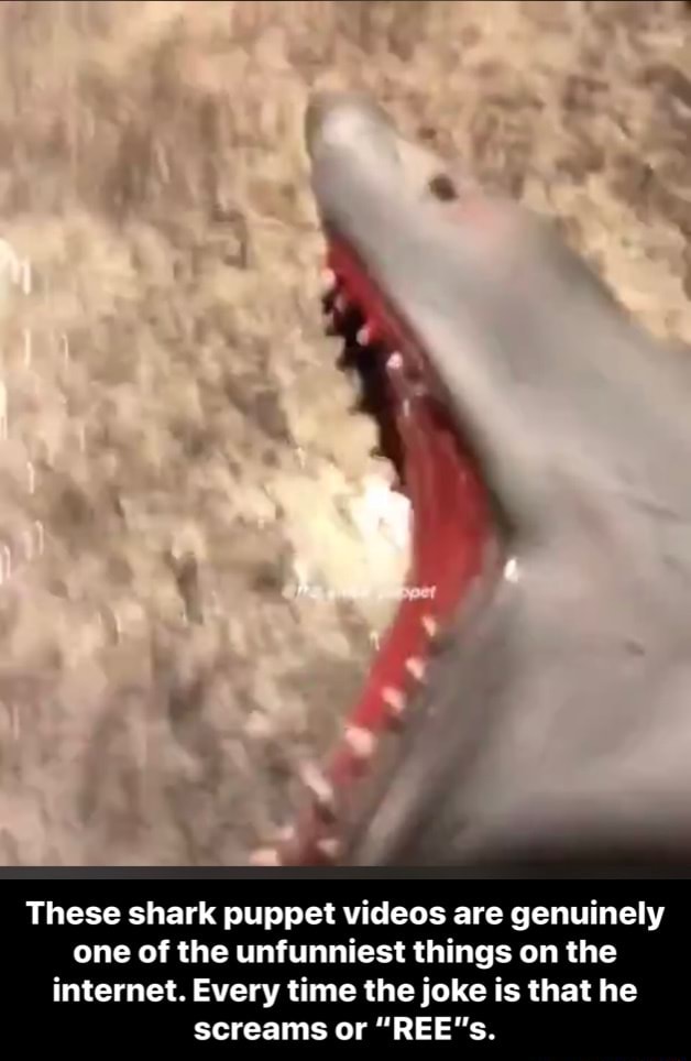 These shark puppet videos are genuinely one of the unfunniest things on the  internet. Every time the joke is that he screams or 