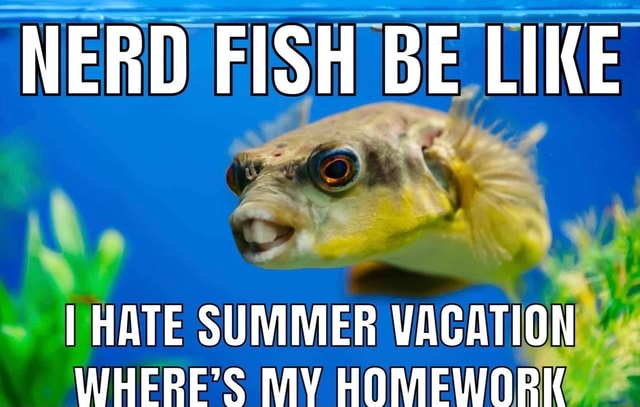 NERD FISH BE LIKE I HATE SUMMER VACATION WHERE'S MV HOMEWORK - iFunny