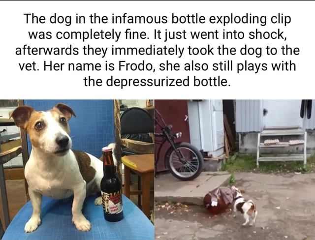 Dog Exploding Meme Text The dog in the infamous bottle exploding clip was completely fine. It ...