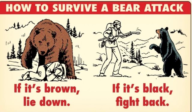 how-to-survive-bear-attack-if-it-s-brown-if-it-s-black-lie-down