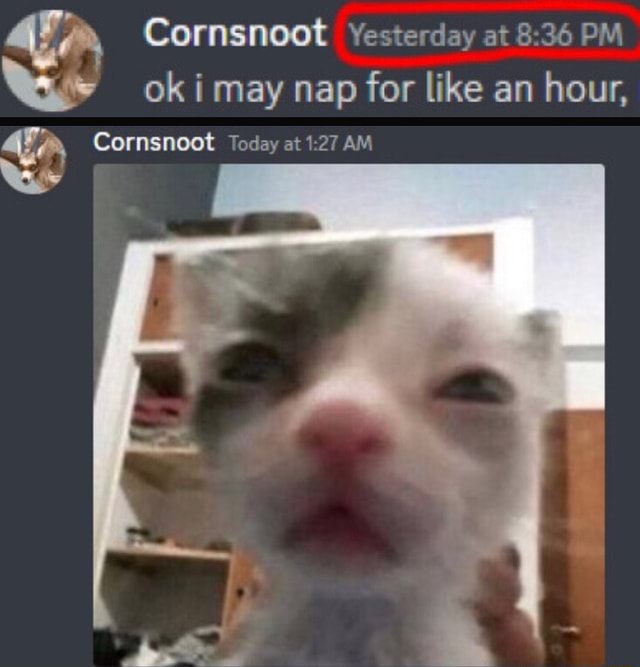 Cornsnoot Yesterday at PM ok i may nap for like an hour, Cornsnoot ...