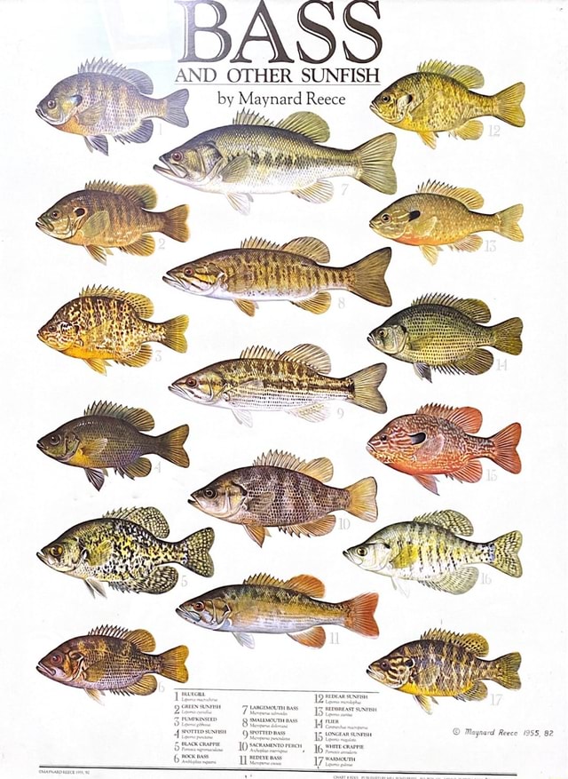 BASS AND OTHER SUNFISH by Maynard Reece - iFunny