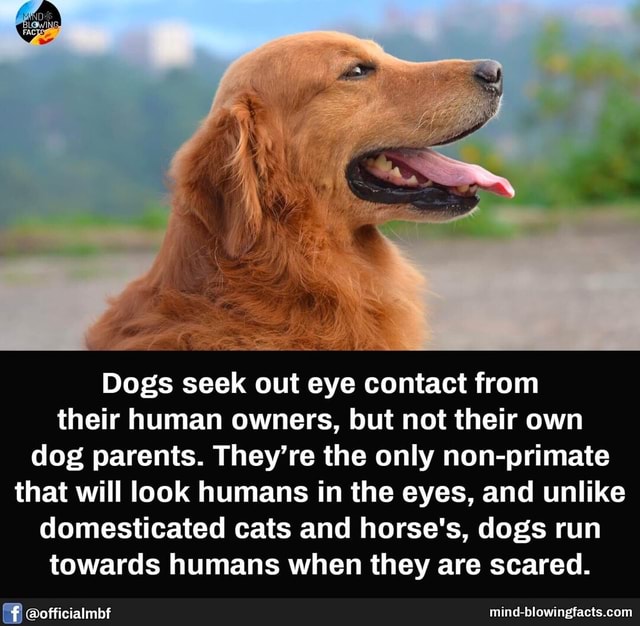 Dogs Seek Out Eye Contact From Their Human Owners But Not Their Own