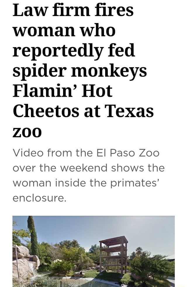 Law firm fires woman who reportedly fed spider monkeys Flamin' Hot