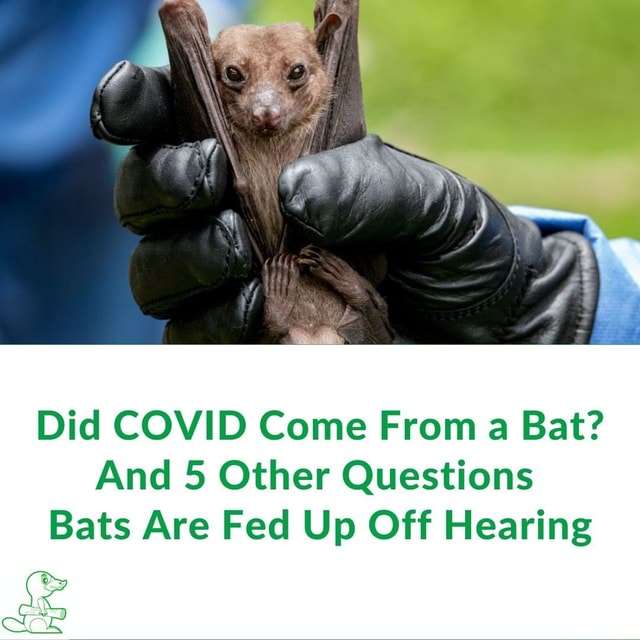 Did COVID Come From a Bat? And 5 Other Questions Bats Are Fed Up Off