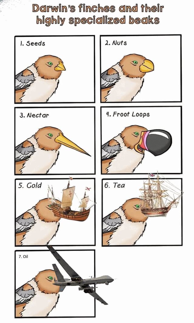 Darwin's finches and their highly specialized beaks Seeds Loops ...