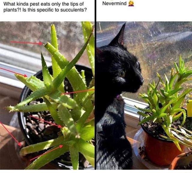 What kinda pest eats only the tips of Nevermind plants