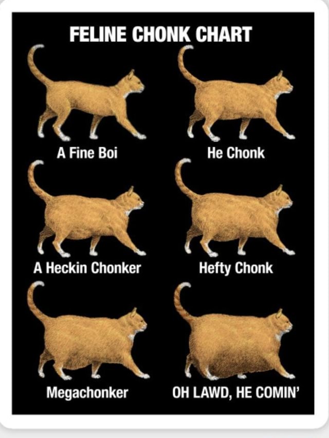 FELINE CHONK CHART A Fine Boi He Chonk A Heckin Chonker Hefty Chonk ...