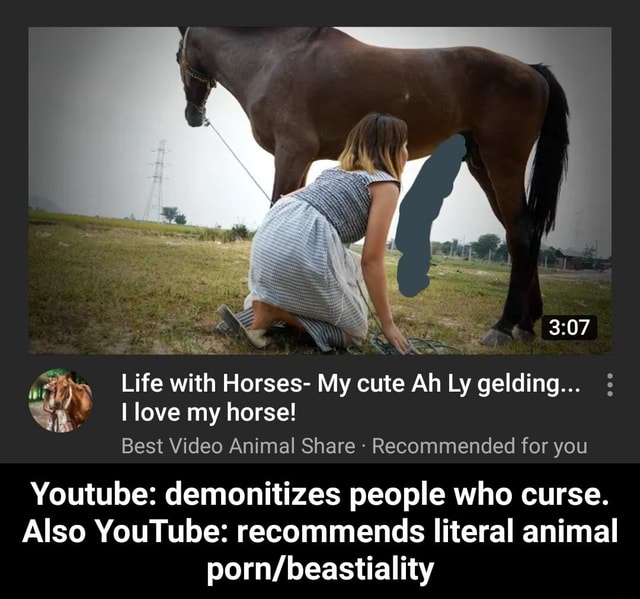 Zoo Porn Captions - A way Life with Horses- My cute Ah Ly gelding... \