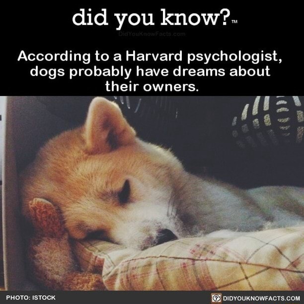 Did you know?. According to a Harvard psychologist, dogs probably have